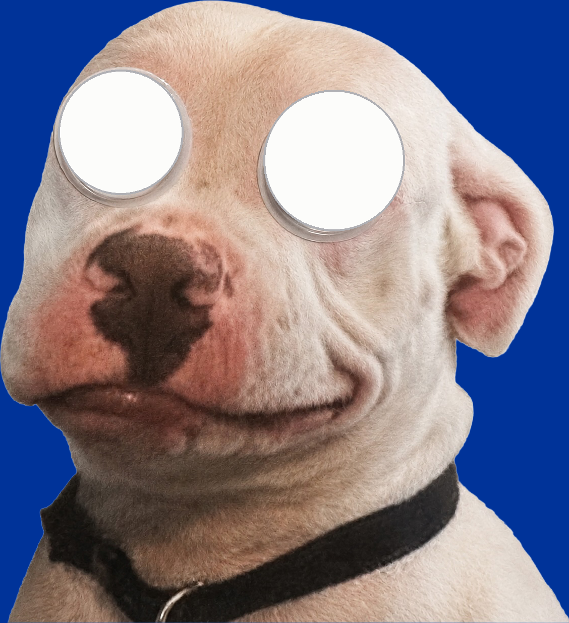 Doogle, a white dog wearing googly eyes